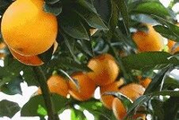 真正的“防血栓高手”!江西宝藏水果藏不住了!