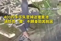 400斤牛牛摔粪坑消防员拽老鼻子劲拉起
