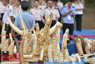 这是即将被销毁的非法象牙及象牙制品(5月29日摄)。新华社记者 李鑫 摄